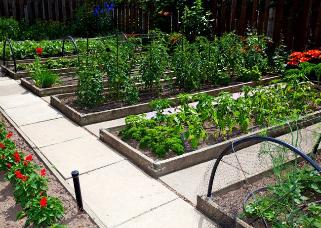 Winston Salem Raised Bed Garden